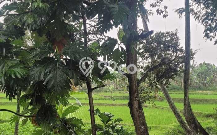 Kavling Tanah di Cijeruk Dijual Luas 18092m2 Legalitas SHM Kavling Tanah di Cijeruk Dijual Luas 18092m2 Legalitas SHM