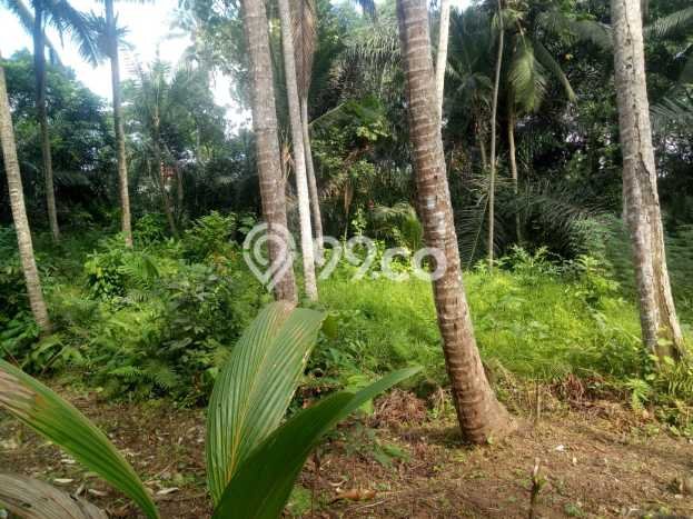 Tanah Kavling Dijual di Gianyar dengan Spesifikasi 922m2 Tanah Kavling Dijual di Gianyar dengan Spesifikasi 922m2
