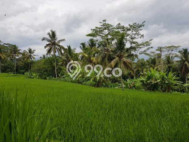 Tanah Dijual di Gianyar Seluas 15100m2 Strategis Tanah Dijual di Gianyar Seluas 15100m2 Strategis