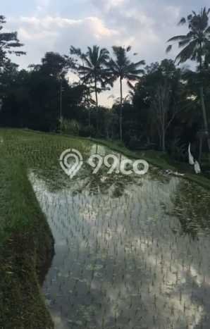 Tanah Kavling Dijual di Gianyar dengan Spesifikasi 33000m2 Tanah Kavling Dijual di Gianyar dengan Spesifikasi 33000m2