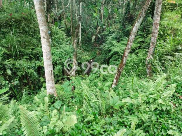 Tanah Siap Bangun Dijual di Gianyar Punya Luas 52000m2 Tanah Siap Bangun Dijual di Gianyar Punya Luas 52000m2