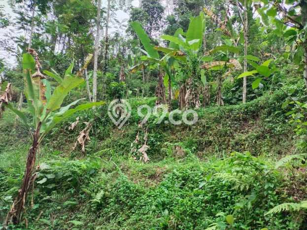 Tanah Siap Bangun Dijual di Gianyar Punya Luas 52000m2 Tanah Siap Bangun Dijual di Gianyar Punya Luas 52000m2