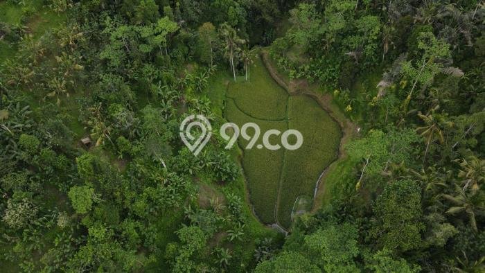 Tanah Siap Bangun Dijual di Gianyar Punya Luas 52000m2 Tanah Siap Bangun Dijual di Gianyar Punya Luas 52000m2