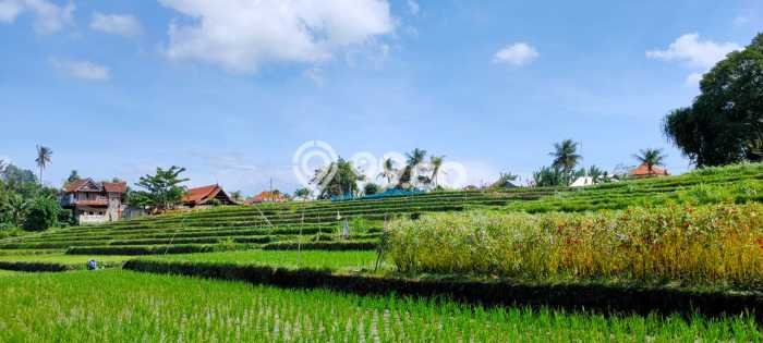 Kavling Tanah untuk Dijual di Beraban, Tabanan, Luas 900m2 Kavling Tanah untuk Dijual di Beraban, Tabanan, Luas 900m2