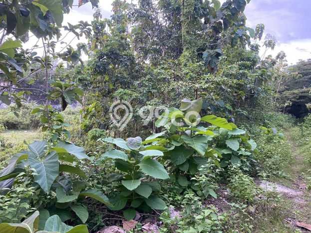 Tanah Dijual Lokasi Strategis di Badung dengan Luas 4300m2 Tanah Dijual Lokasi Strategis di Badung dengan Luas 4300m2