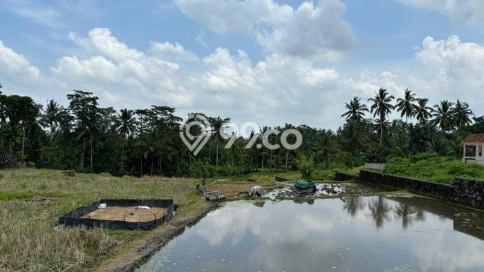 Lahan Investasi Lokasi Tegallalang Gianyar SHM Lahan Investasi Lokasi Tegallalang Gianyar SHM