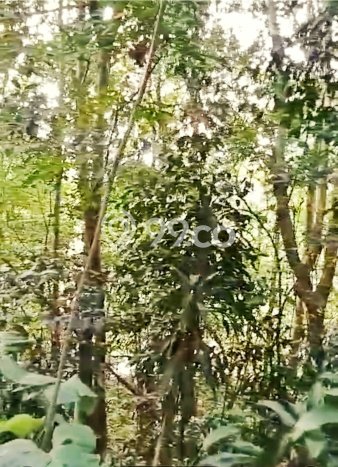 Tanah Kavling Dijual di Tangerang dengan Spesifikasi 8229m2 Tanah Kavling Dijual di Tangerang dengan Spesifikasi 8229m2