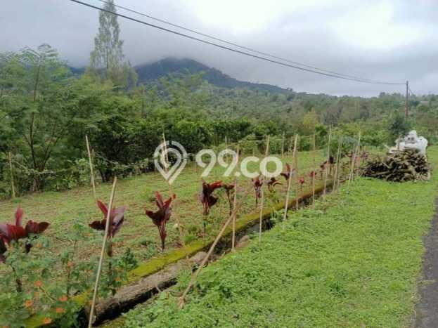 Tanah Dijual Lokasi Kintamani, Bangli Luas 3300m2 Legalitas Aman Tanah Dijual Lokasi Kintamani, Bangli Luas 3300m2 Legalitas Aman