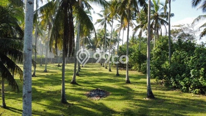 Tanah Kavling di Pekutatan Dijual dengan Luas 3830m2 Tanah Kavling di Pekutatan Dijual dengan Luas 3830m2
