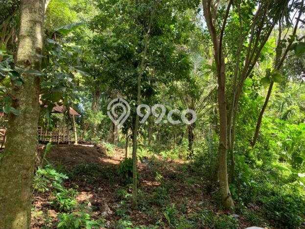 Tanah Kavling Dijual di Buwit, Tabanan dengan Luas Tanah 5000m2 Tanah Kavling Dijual di Buwit, Tabanan dengan Luas Tanah 5000m2