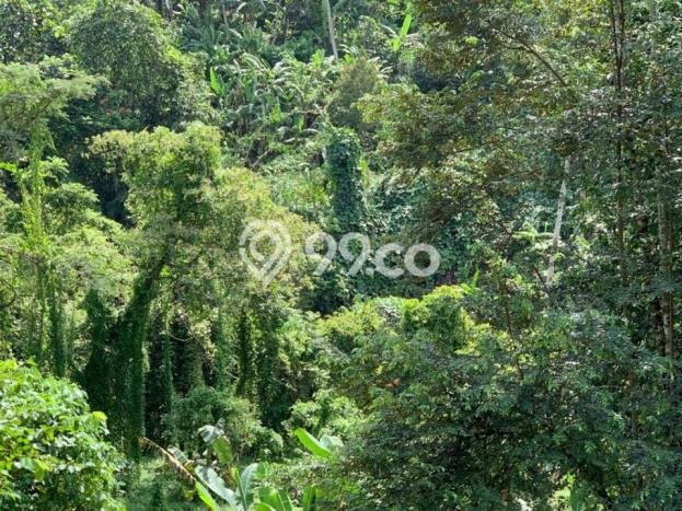 Tanah Kavling Dijual di Buwit, Tabanan dengan Luas Tanah 5000m2 Tanah Kavling Dijual di Buwit, Tabanan dengan Luas Tanah 5000m2