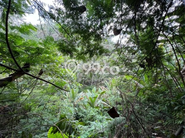 Tanah di Payangan, Gianyar Luas 5300m2 Dijual Segera Tanah di Payangan, Gianyar Luas 5300m2 Dijual Segera