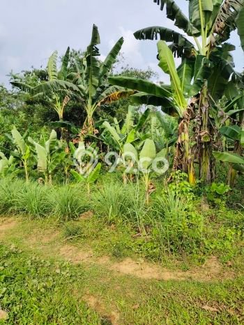 Tanah Kavling di Tanjungsari Dijual dengan Luas 5000m2 Tanah Kavling di Tanjungsari Dijual dengan Luas 5000m2