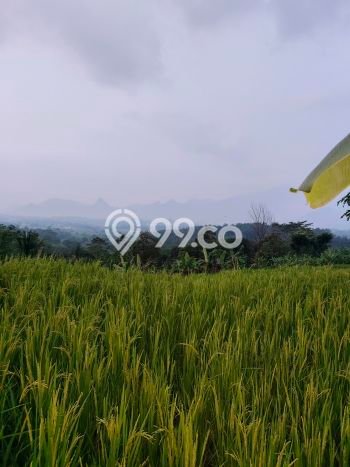Lahan Dijual Lokasi Tanjungsari, Bogor dengan Luas Tanah 23000m2 dan Status SHM Lahan Dijual Lokasi Tanjungsari, Bogor dengan Luas Tanah 23000m2 dan Status SHM
