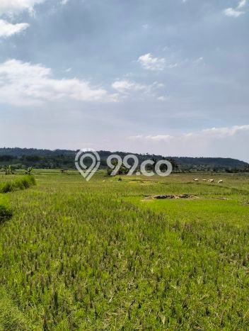 Dijual Tanah di Tanjungsari Bogor Luas 3000m2 SHM Dijual Tanah di Tanjungsari Bogor Luas 3000m2 SHM
