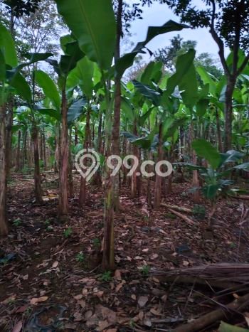 Lahan Dijual Lokasi Tanjungsari, Bogor dengan Luas Tanah 23000m2 dan Status SHM Lahan Dijual Lokasi Tanjungsari, Bogor dengan Luas Tanah 23000m2 dan Status SHM