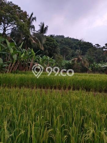 Lahan Dijual Lokasi Tanjungsari, Bogor dengan Luas Tanah 23000m2 dan Status SHM Lahan Dijual Lokasi Tanjungsari, Bogor dengan Luas Tanah 23000m2 dan Status SHM