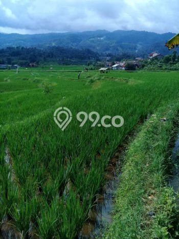 Tanah di Ciwidey, Bandung Luas 25500m2 Dijual Segera Tanah di Ciwidey, Bandung Luas 25500m2 Dijual Segera