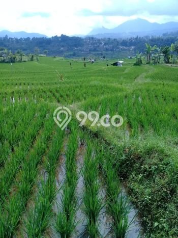Tanah di Ciwidey, Bandung Luas 25500m2 Dijual Segera Tanah di Ciwidey, Bandung Luas 25500m2 Dijual Segera