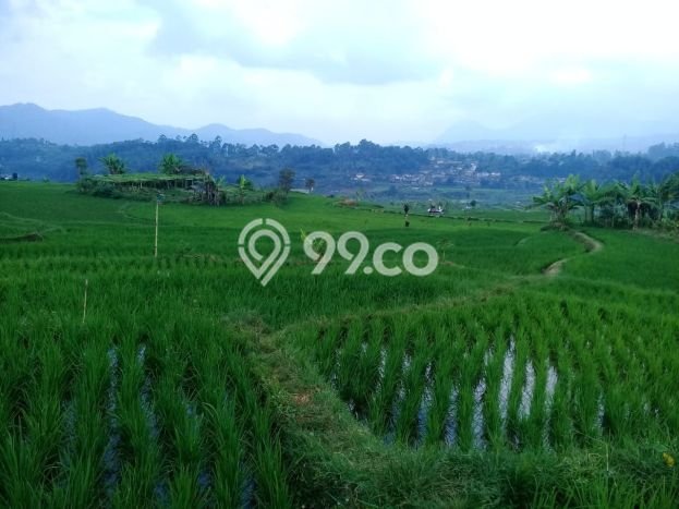 Tanah di Ciwidey, Bandung Luas 25500m2 Dijual Segera Tanah di Ciwidey, Bandung Luas 25500m2 Dijual Segera