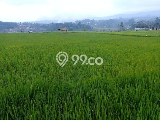 Tanah di Ciwidey, Bandung Luas 25500m2 Dijual Segera Tanah di Ciwidey, Bandung Luas 25500m2 Dijual Segera