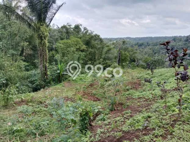 Tanah Strategis Dijual di Penebel Tabanan 500m2 Tanah Strategis Dijual di Penebel Tabanan 500m2