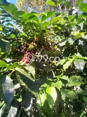 Dijual Tanah Lokasi Pupuan, Gianyar Seluas 40000m2 Dijual Tanah Lokasi Pupuan, Gianyar Seluas 40000m2