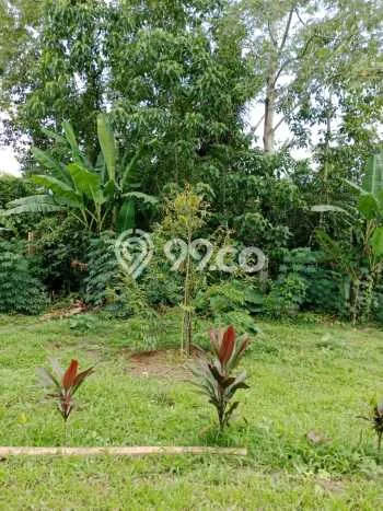Tanah Strategis Dijual di Penebel Tabanan 500m2 Tanah Strategis Dijual di Penebel Tabanan 500m2