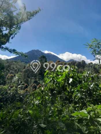 Dijual Tanah Lokasi Pupuan, Gianyar Seluas 40000m2 Dijual Tanah Lokasi Pupuan, Gianyar Seluas 40000m2