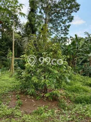 Tanah Strategis Dijual di Penebel Tabanan 500m2 Tanah Strategis Dijual di Penebel Tabanan 500m2