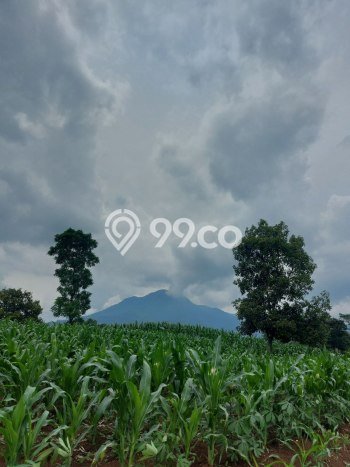 Lahan untuk Dijual di Jatinangor Sumedang Luas 1420m2 Lahan untuk Dijual di Jatinangor Sumedang Luas 1420m2