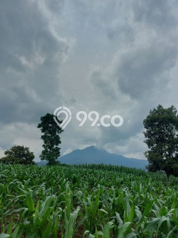 Lahan untuk Dijual di Jatinangor Sumedang Luas 1420m2 Lahan untuk Dijual di Jatinangor Sumedang Luas 1420m2