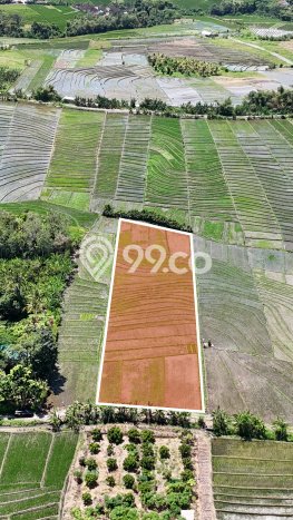 Kavling Tanah Dijual di Tabanan, Tabanan, Luas 4100m2 Area Strategis Kavling Tanah Dijual di Tabanan, Tabanan, Luas 4100m2 Area Strategis