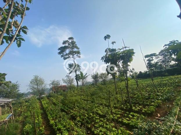 HARGA TERBAIK! Tanah Kawasan Cihanjuang, Luas 1040m², Lokasi Prima HARGA TERBAIK! Tanah Kawasan Cihanjuang, Luas 1040m², Lokasi Prima
