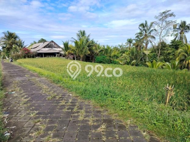 Tanah Kavling Dijual di Rejasa, Tabanan dengan Luas Tanah 3000m2 Tanah Kavling Dijual di Rejasa, Tabanan dengan Luas Tanah 3000m2