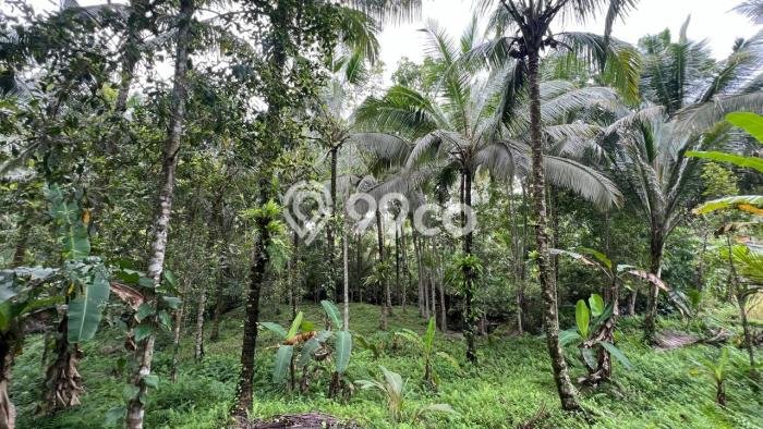 Dijual Tanah di Selemadeg Tabanan Luas 2100m2 SHM Dijual Tanah di Selemadeg Tabanan Luas 2100m2 SHM