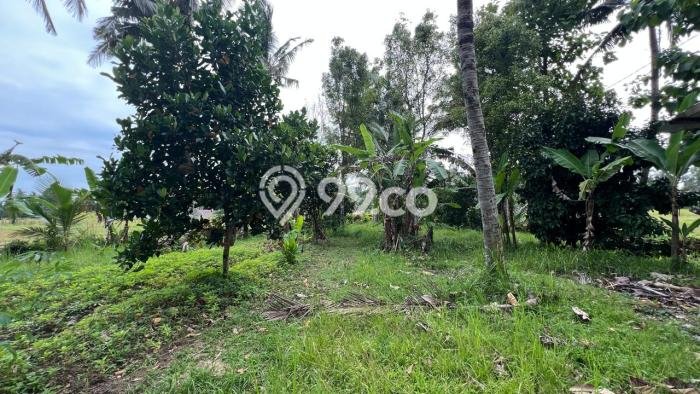 Jarang Ada! Tanah di Kerambitan Punya Luas 1250m2 SHM Jarang Ada! Tanah di Kerambitan Punya Luas 1250m2 SHM
