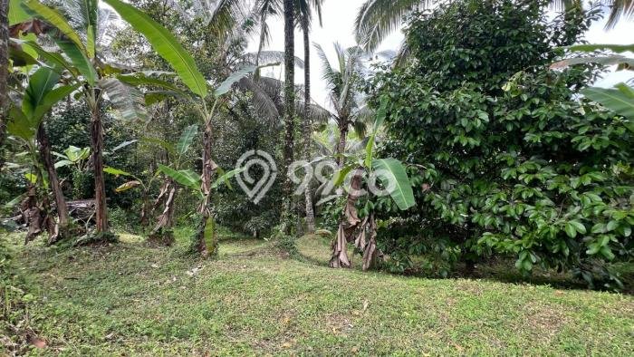 Dijual Tanah di Selemadeg Tabanan Luas 2100m2 SHM Dijual Tanah di Selemadeg Tabanan Luas 2100m2 SHM