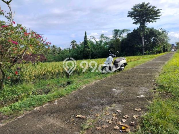 Tanah Kavling Dijual di Rejasa, Tabanan dengan Luas Tanah 3000m2 Tanah Kavling Dijual di Rejasa, Tabanan dengan Luas Tanah 3000m2