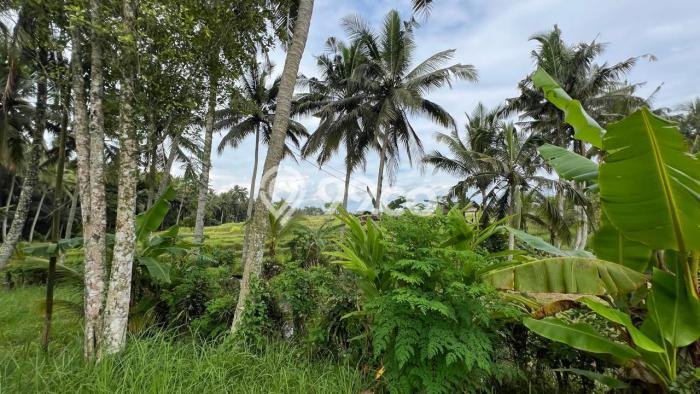Jarang Ada! Tanah di Kerambitan Punya Luas 1250m2 SHM Jarang Ada! Tanah di Kerambitan Punya Luas 1250m2 SHM