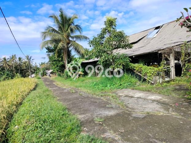 Tanah Kavling Dijual di Rejasa, Tabanan dengan Luas Tanah 3000m2 Tanah Kavling Dijual di Rejasa, Tabanan dengan Luas Tanah 3000m2