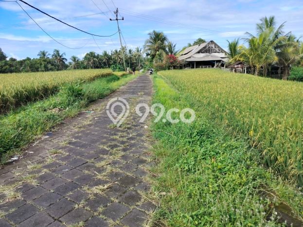 Tanah Kavling Dijual di Rejasa, Tabanan dengan Luas Tanah 3000m2 Tanah Kavling Dijual di Rejasa, Tabanan dengan Luas Tanah 3000m2