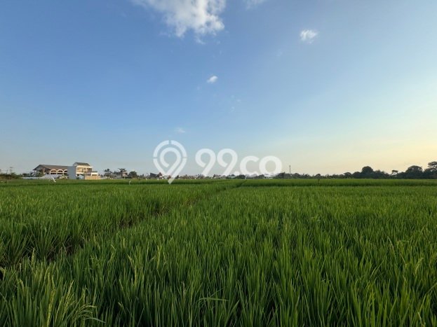 Kavling Tanah untuk Dijual di Kedungu, Tabanan, Luas 850m2 Kavling Tanah untuk Dijual di Kedungu, Tabanan, Luas 850m2