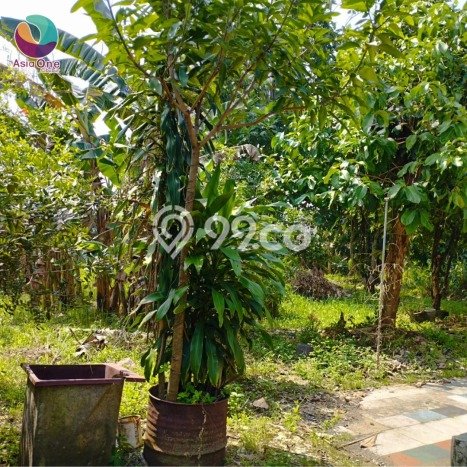Tanah Dijual Lokasi Cileungsi, Bogor Luas 3955m2 Legalitas Aman Tanah Dijual Lokasi Cileungsi, Bogor Luas 3955m2 Legalitas Aman
