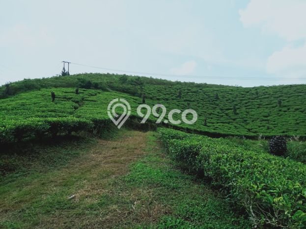 Tanah Kavling untuk Dijual di Cianjur Cianjur 1.67e+07m2 Tanah Kavling untuk Dijual di Cianjur Cianjur 1.67e+07m2