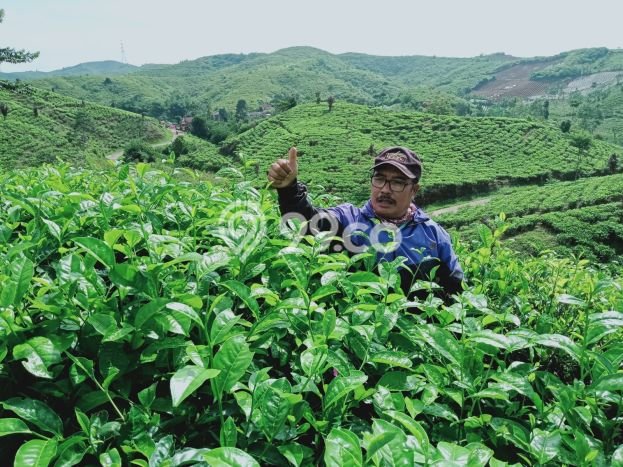 Tanah Kavling untuk Dijual di Cianjur Cianjur 1.67e+07m2 Tanah Kavling untuk Dijual di Cianjur Cianjur 1.67e+07m2
