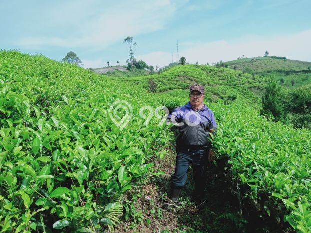 Tanah Kavling untuk Dijual di Cianjur Cianjur 1.67e+07m2 Tanah Kavling untuk Dijual di Cianjur Cianjur 1.67e+07m2