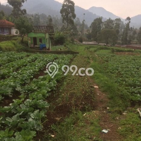 Tanah Murah Untuk Investasi di Ciwidey Jawa Barat Tanah Murah Untuk Investasi di Ciwidey Jawa Barat
