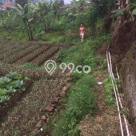 Tanah Murah Untuk Investasi di Ciwidey Jawa Barat Tanah Murah Untuk Investasi di Ciwidey Jawa Barat