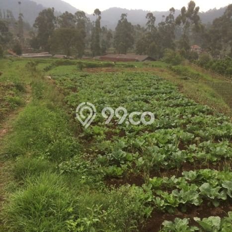 Tanah Murah Untuk Investasi di Ciwidey Jawa Barat Tanah Murah Untuk Investasi di Ciwidey Jawa Barat
